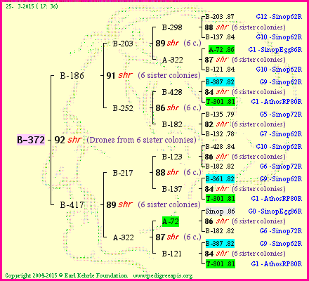 Pedigree of B-372 :
four generations presented