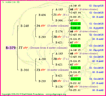 Pedigree of B-379 :
four generations presented