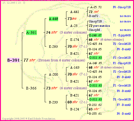 Pedigree of B-391 :
four generations presented