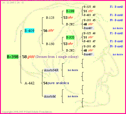 Pedigree of B-398 :
four generations presented