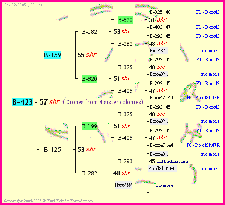 Pedigree of B-423 :
four generations presented