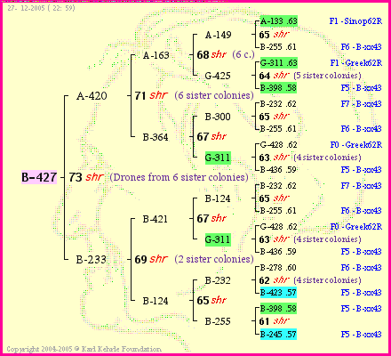 Pedigree of B-427 :
four generations presented