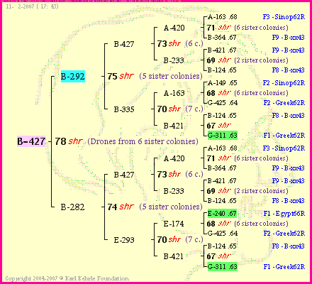 Pedigree of B-427 :
four generations presented