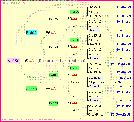 Pedigree of B-436 :
four generations presented