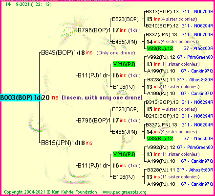 Pedigree of B003(BOP)1dr :
four generations presented
it's temporarily unavailable, sorry!