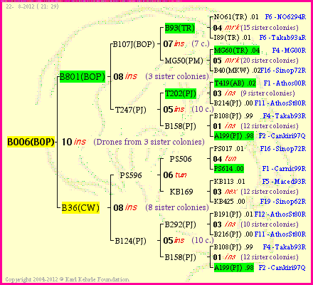 Pedigree of B006(BOP) :
four generations presented