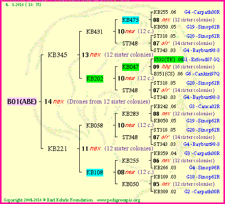 Pedigree of B01(ABE) :
four generations presented