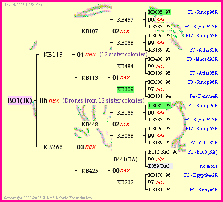 Pedigree of B01(JK) :
four generations presented