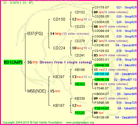 Pedigree of B01(JMP) :
four generations presented<br />it's temporarily unavailable, sorry!