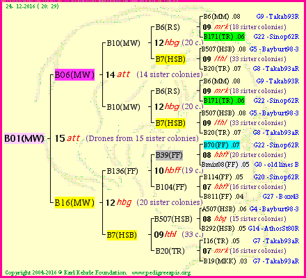 Pedigree of B01(MW) :
four generations presented