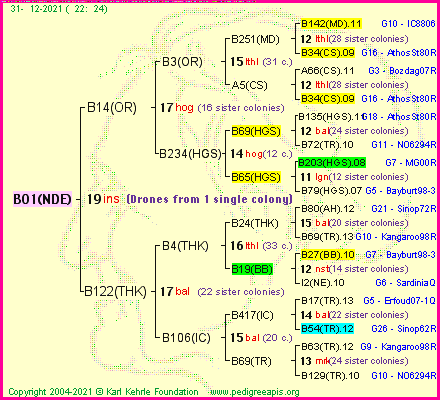 Pedigree of B01(NDE) :
four generations presented
it's temporarily unavailable, sorry!