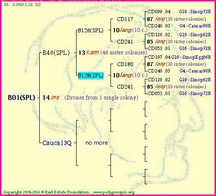 Pedigree of B01(SPL) :
four generations presented