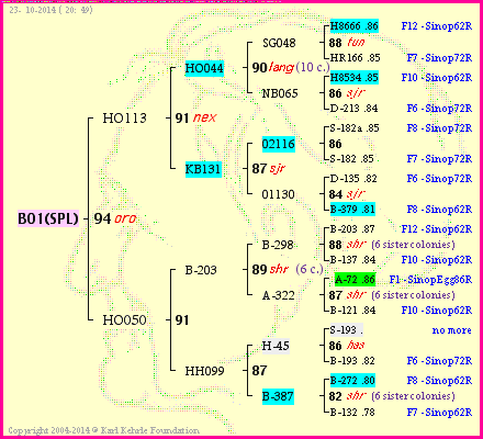 Pedigree of B01(SPL) :
four generations presented