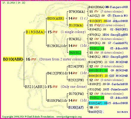 Pedigree of B010(ABR) :
four generations presented