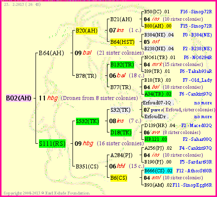 Pedigree of B02(AH) :
four generations presented