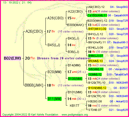 Pedigree of B02(EJW) :
four generations presented
it's temporarily unavailable, sorry!