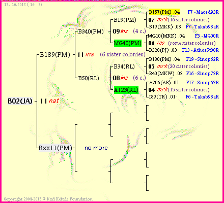 Pedigree of B02(JA) :
four generations presented