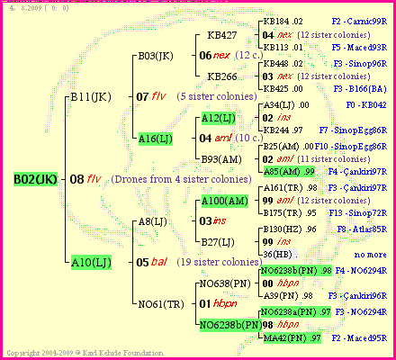 Pedigree of B02(JK) :
four generations presented