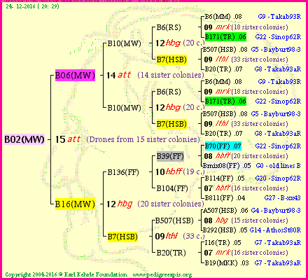 Pedigree of B02(MW) :
four generations presented