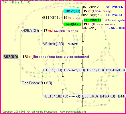 Pedigree of B02(OD) :
four generations presented
it's temporarily unavailable, sorry!