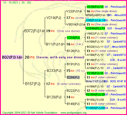 Pedigree of B02(PJ)1dr :
four generations presented
it's temporarily unavailable, sorry!