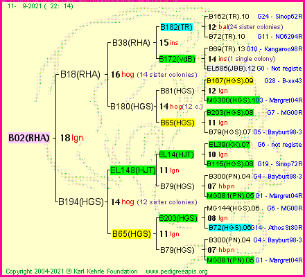 Pedigree of B02(RHA) :
four generations presented
it's temporarily unavailable, sorry!