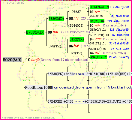 Pedigree of B020(MD) :
four generations presented