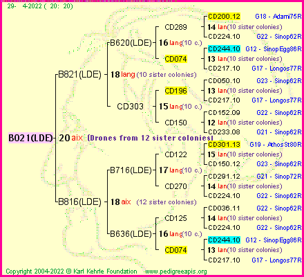 Pedigree of B021(LDE) :
four generations presented
it's temporarily unavailable, sorry!