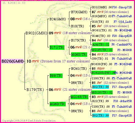 Pedigree of B026(GMH) :
four generations presented