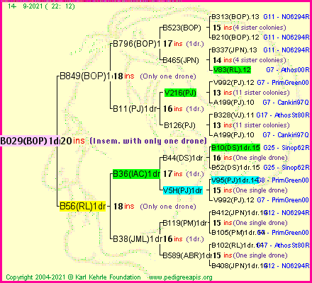 Pedigree of B029(BOP)1dr :
four generations presented
it's temporarily unavailable, sorry!