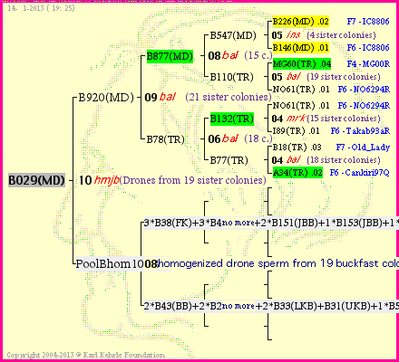 Pedigree of B029(MD) :
four generations presented