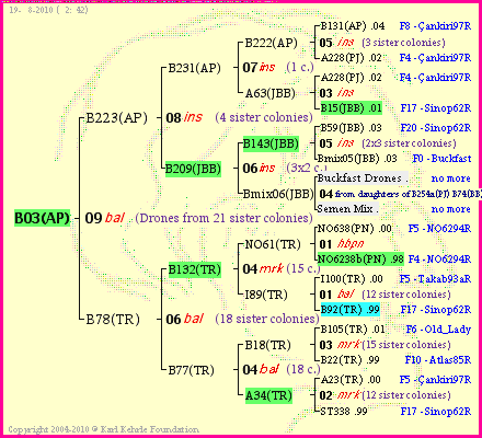 Pedigree of B03(AP) :
four generations presented