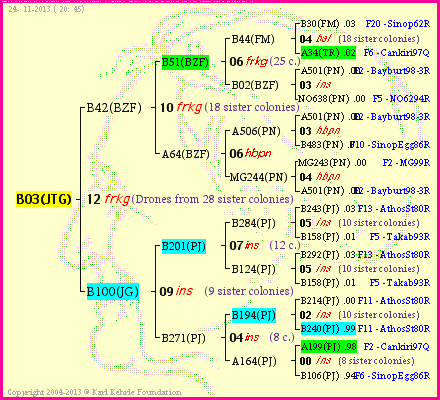 Pedigree of B03(JTG) :
four generations presented