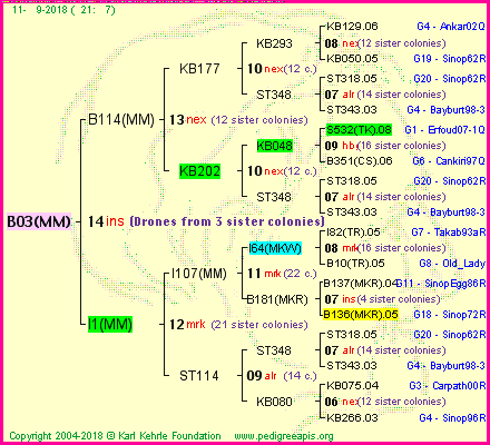 Pedigree of B03(MM) :
four generations presented