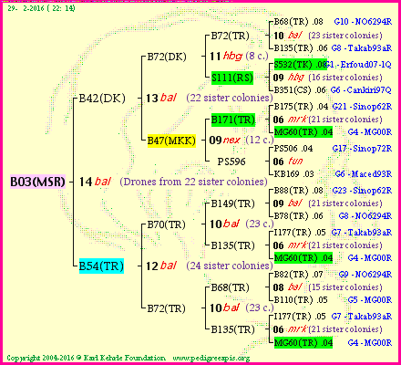 Pedigree of B03(MSR) :
four generations presented