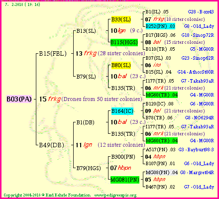 Pedigree of B03(PA) :
four generations presented