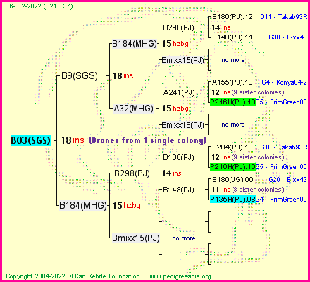 Pedigree of B03(SGS) :
four generations presented
it's temporarily unavailable, sorry!