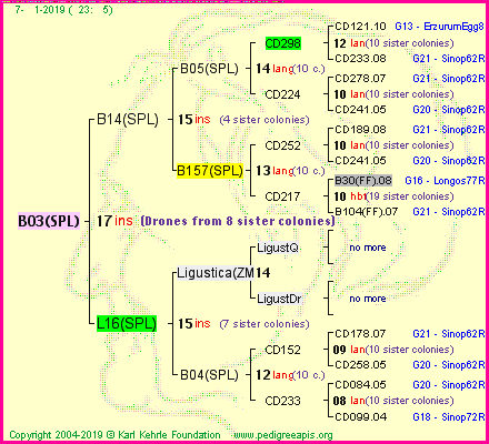 Pedigree of B03(SPL) :
four generations presented
it's temporarily unavailable, sorry!