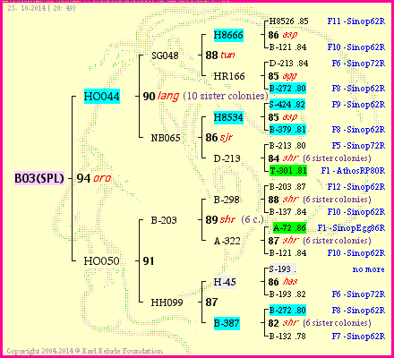 Pedigree of B03(SPL) :
four generations presented