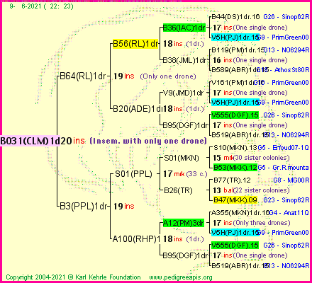 Pedigree of B031(CLM)1dr :
four generations presented
it's temporarily unavailable, sorry!