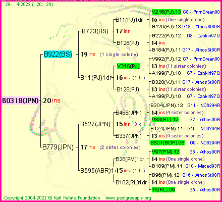 Pedigree of B0318(JPN) :
four generations presented
it's temporarily unavailable, sorry!