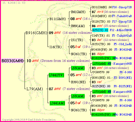 Pedigree of B033(GMH) :
four generations presented