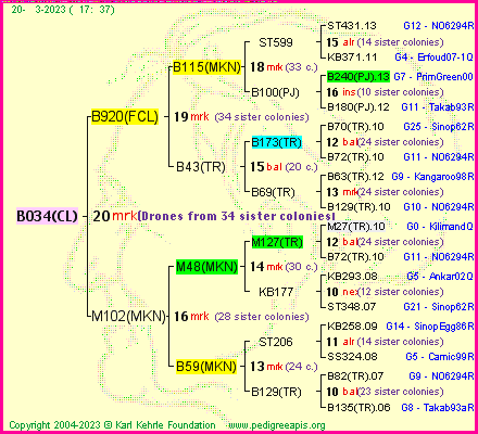 Pedigree of B034(CL) :
four generations presented
it's temporarily unavailable, sorry!