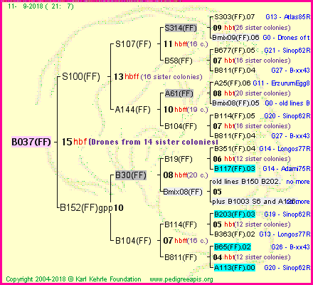 Pedigree of B037(FF) :
four generations presented