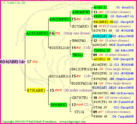 Pedigree of B04(ABR)1dr :
four generations presented