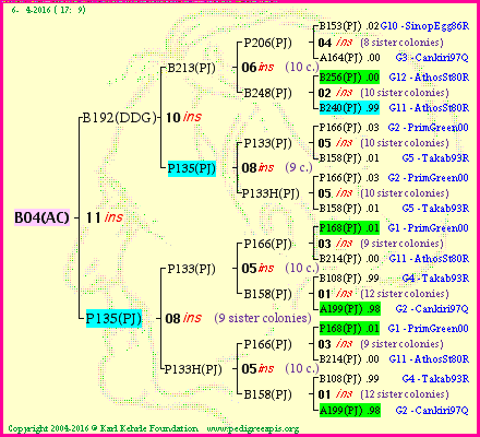 Pedigree of B04(AC) :
four generations presented