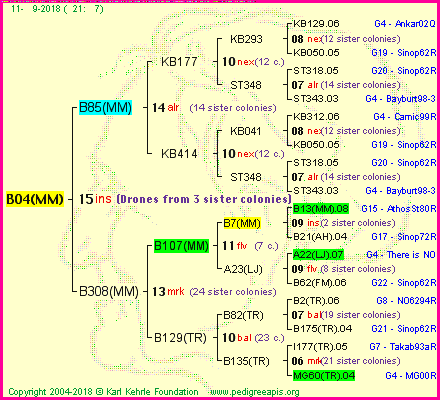 Pedigree of B04(MM) :
four generations presented