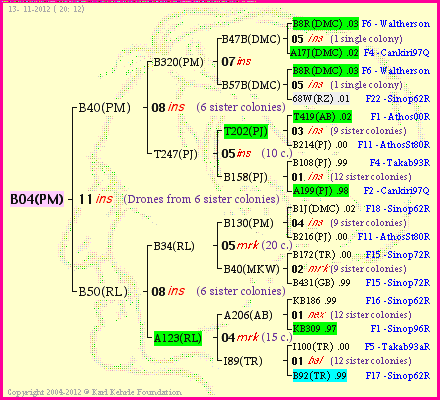 Pedigree of B04(PM) :
four generations presented