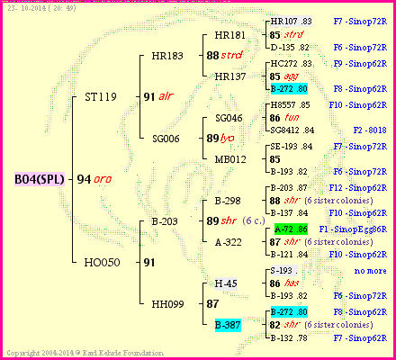 Pedigree of B04(SPL) :
four generations presented