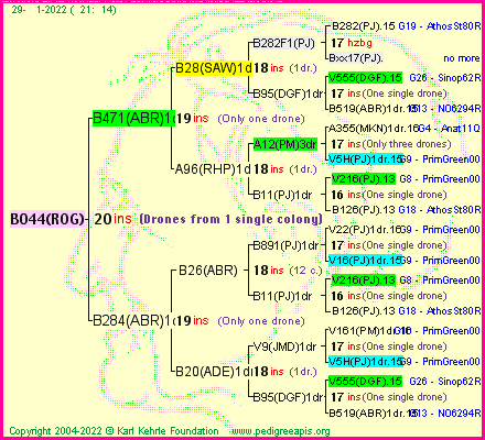 Pedigree of B044(ROG) :
four generations presented
it's temporarily unavailable, sorry!